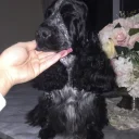 Cocker Spaniel (Show)