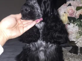 Cocker Spaniel (Show)