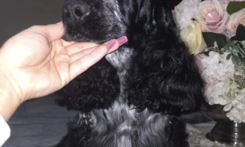 Cocker Spaniel (Show)