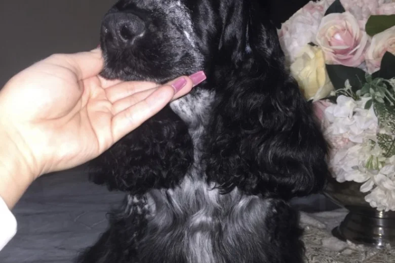 Cocker Spaniel (Show)