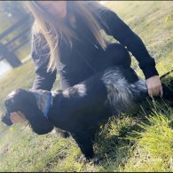 Cocker Spaniel (Working & Show)