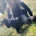 Cocker Spaniel (Show)