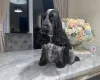 Cocker Spaniel (Show)
