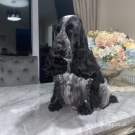 Cocker Spaniel (Working & Show)