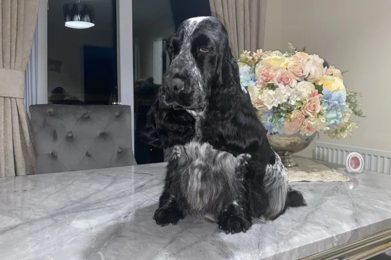 Cocker Spaniel (Show)