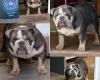 English Bulldog