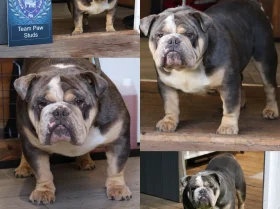English Bulldog