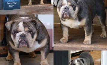 English Bulldog