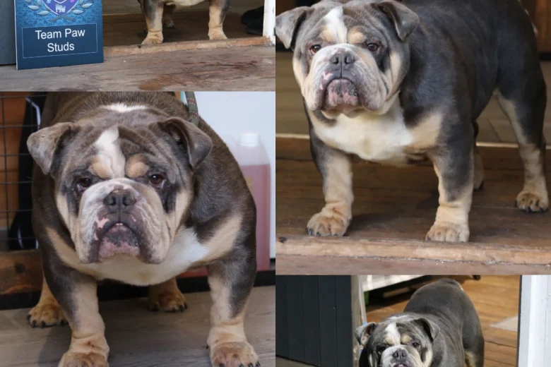 English Bulldog