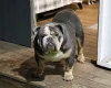 English Bulldog