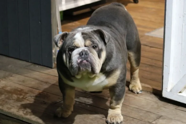 English Bulldog