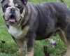 English Bulldog