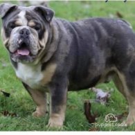 English Bulldog