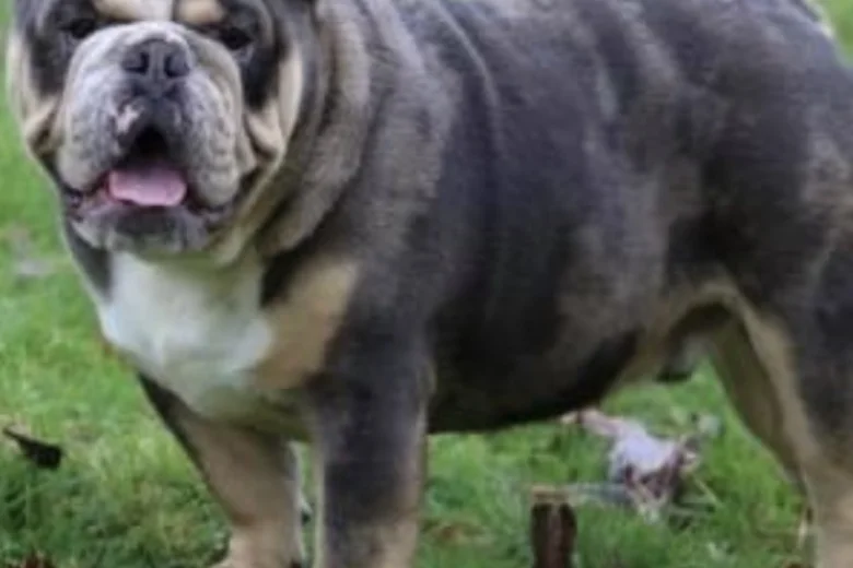 English Bulldog