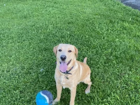 Labrador Retriever