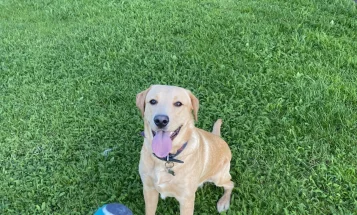 Labrador Retriever