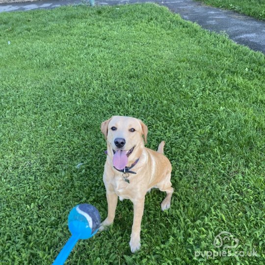 Labrador Retriever