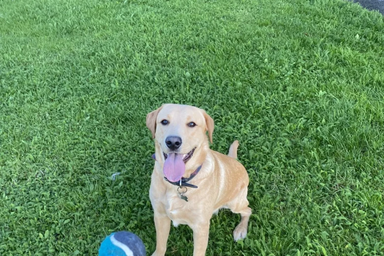 Labrador Retriever
