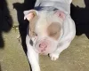American Bulldog