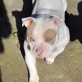 American Bulldog