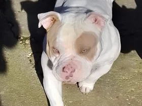 American Bulldog