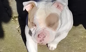 American Bulldog