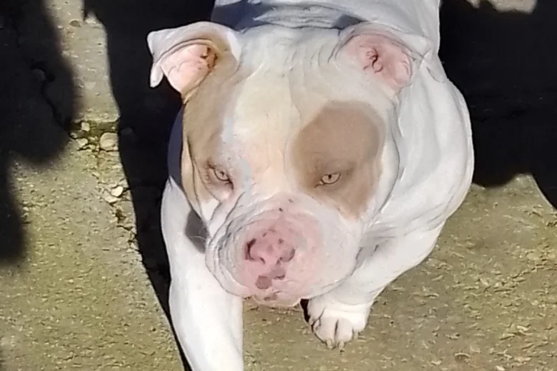 American Bulldog