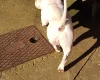 American Bulldog
