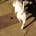 American Bulldog