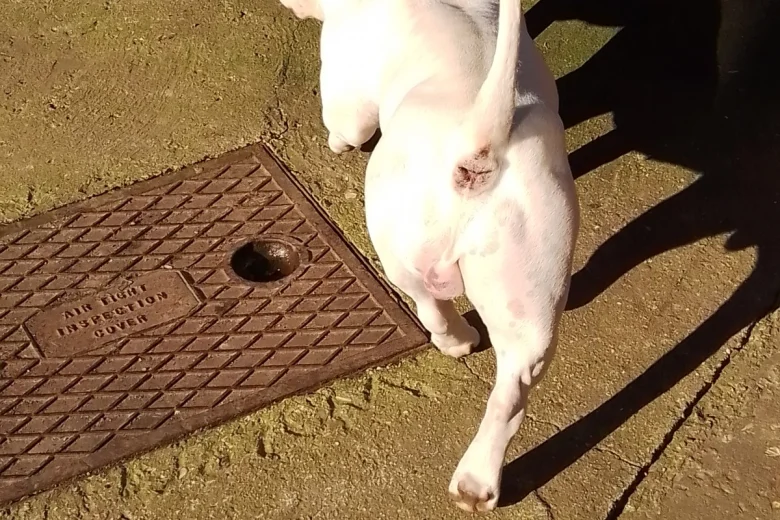 American Bulldog