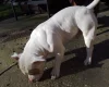 American Bulldog