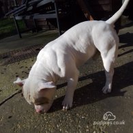 American Bulldog