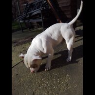 American Bulldog