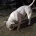 American Bulldog