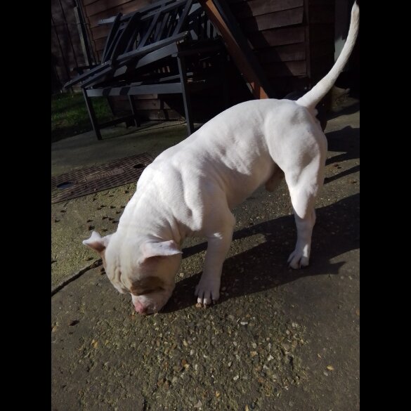 American Bulldog