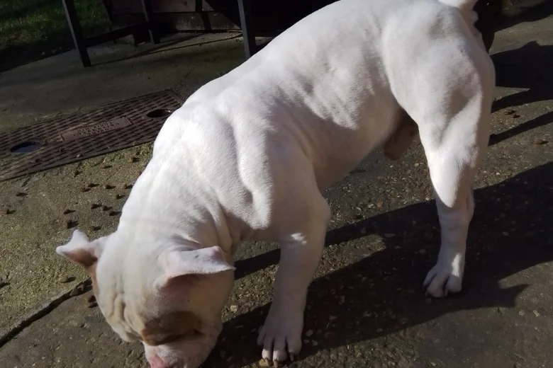 American Bulldog