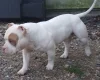 American Bulldog