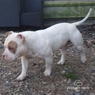 American Bulldog