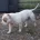 American Bulldog