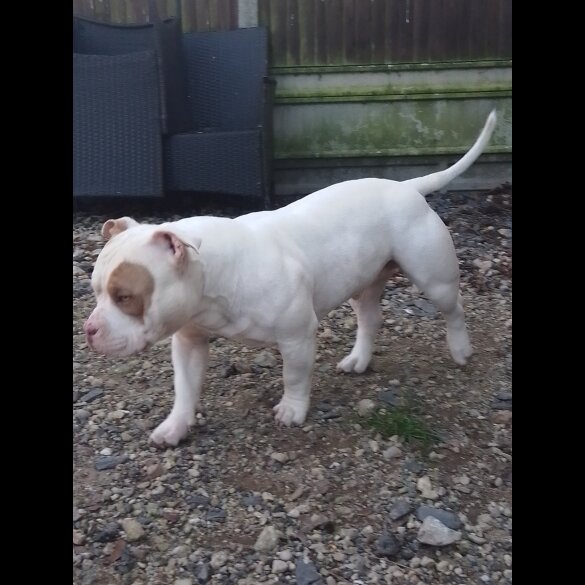 American Bulldog