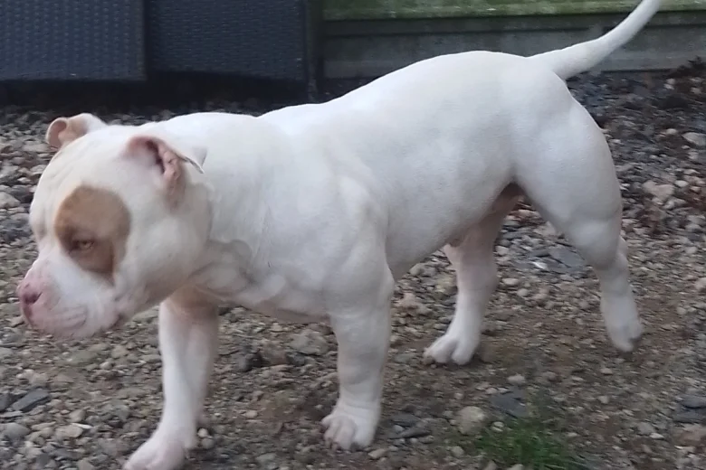 American Bulldog