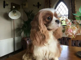 Cavalier King Charles Spaniel