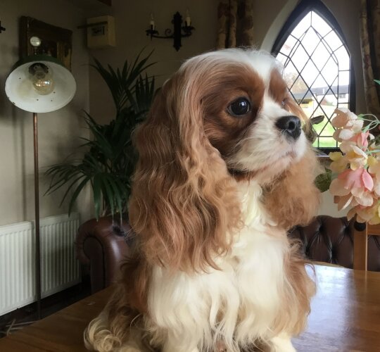 Cavalier King Charles Spaniel