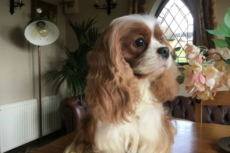 Cavalier King Charles Spaniel