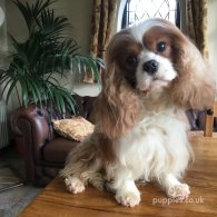 Cavalier King Charles Spaniel