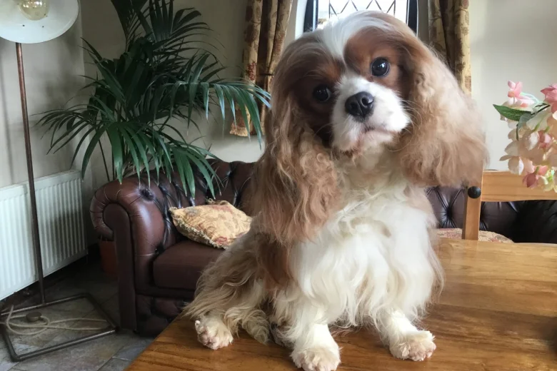 Cavalier King Charles Spaniel