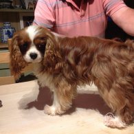 Cavalier King Charles Spaniel