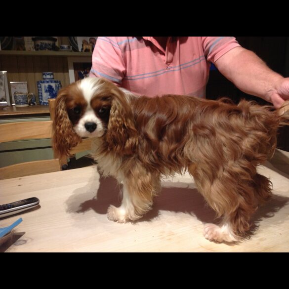 Cavalier King Charles Spaniel