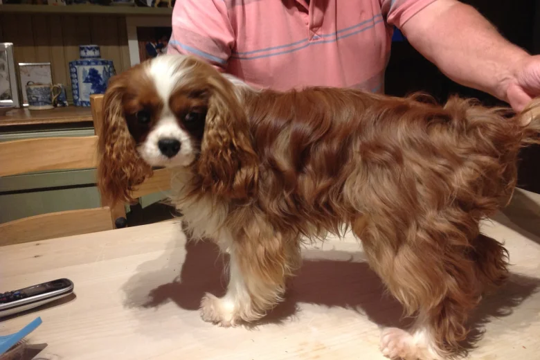 Cavalier King Charles Spaniel