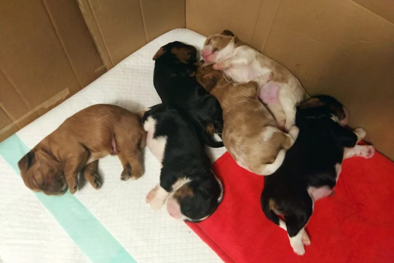 Cavalier King Charles Spaniel